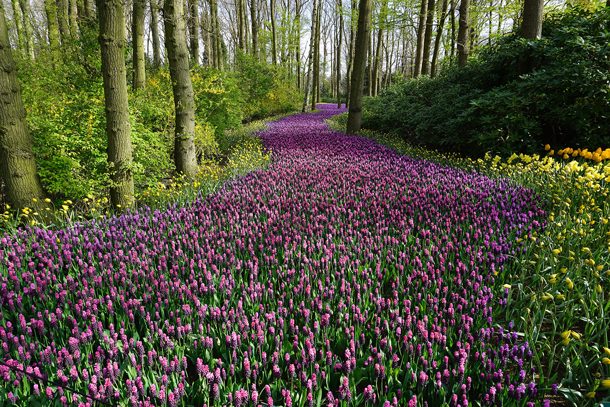 Ein blühender violetter Blumenpfad im Frühlingswald als Motiv für den Jahreszeitenfotokalender.