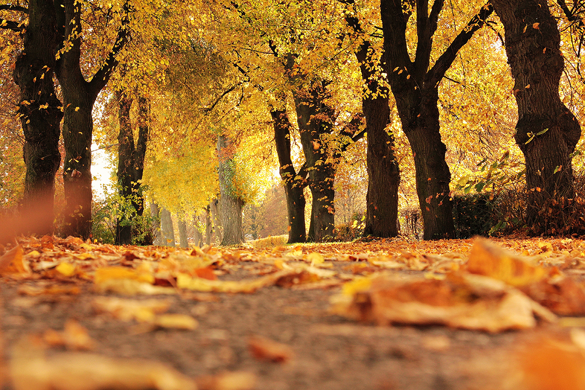 Eine goldene Baumallee mit buntem Herbstlaub auf dem Boden als herbstliches Motiv für den Jahreszeitenfotokalender.