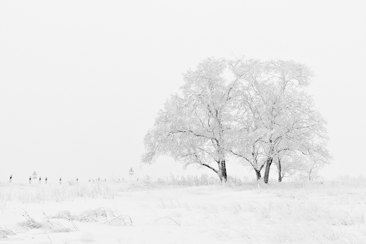 Verschneite Bäume in einer Winterlandschaft als Motiv für den Jahreszeitenfotokalender.